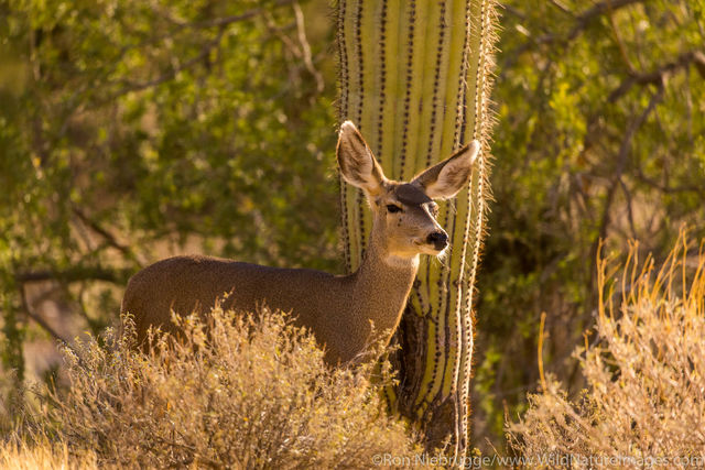 Mule Deer