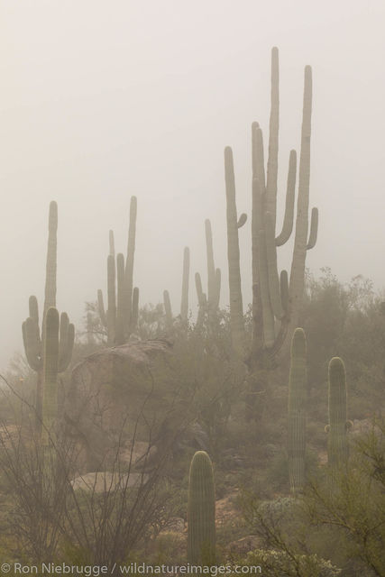 Tucson, Arizona