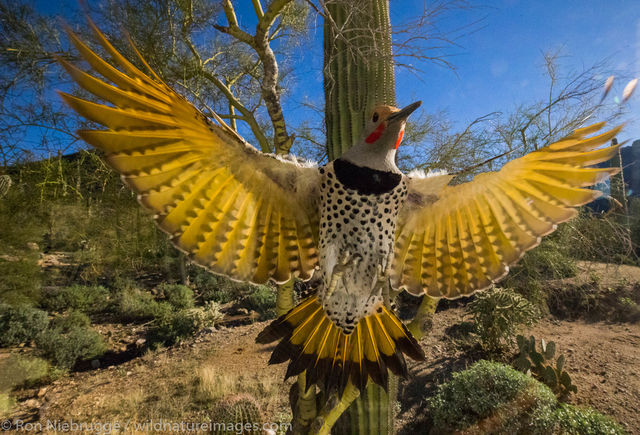 Gilded Flicker