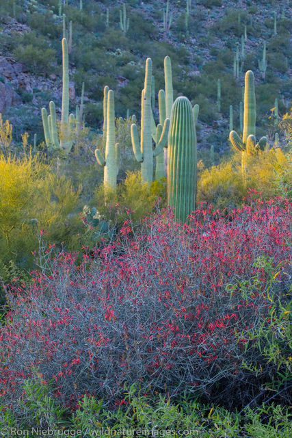 Desert Wildflowers