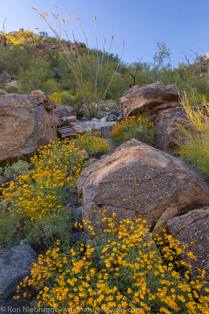 Desert Wildflowers