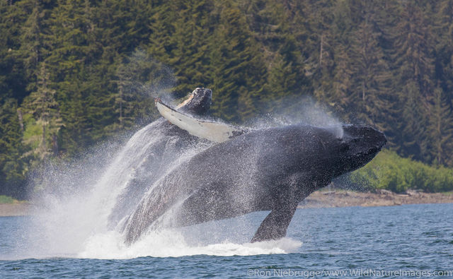 Breaching Humpback Whales
