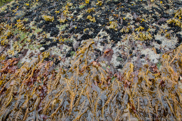 Lowtide