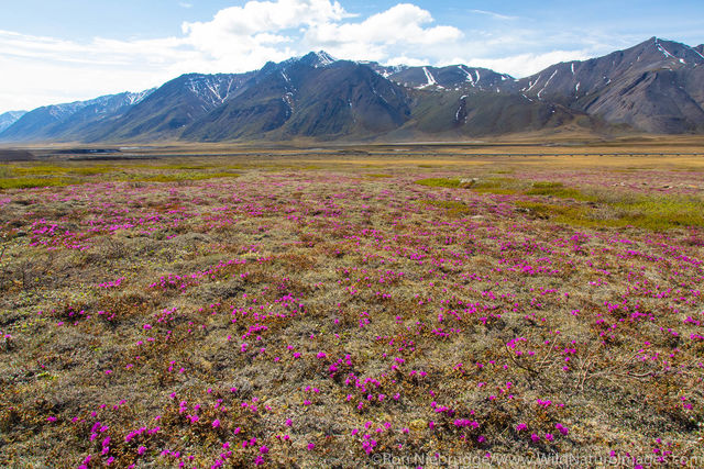 Wildflowers
