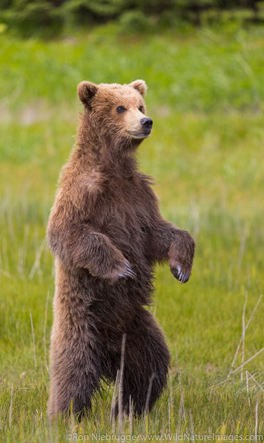 Brown Bear Cub