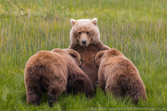Nursing Grizzly Bear