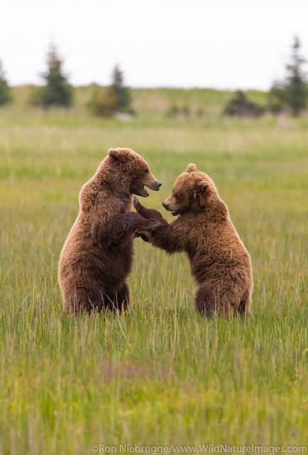Grizzly Bear Cubs