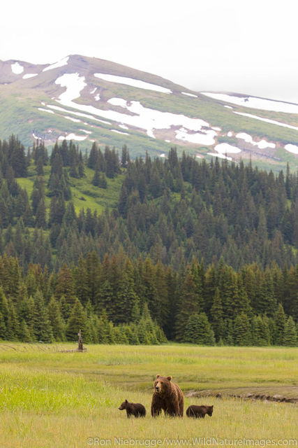 Grizzly Bear Sow with Cubs