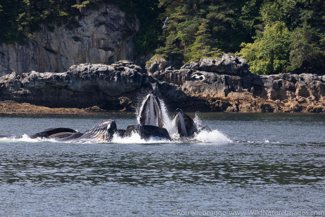 Bubble feeding Humpback Whales