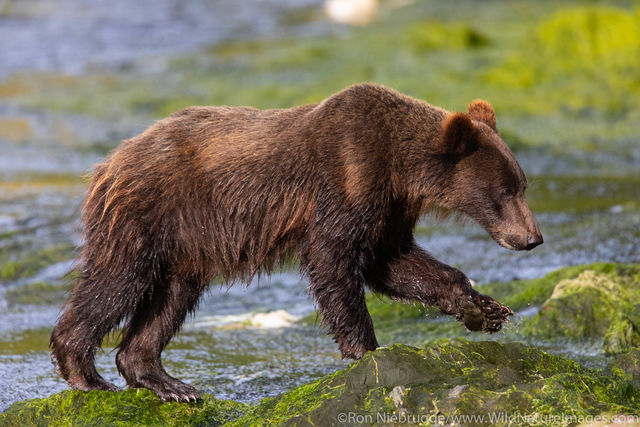 Grizzly Bear