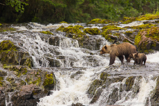 Brown bears fishing