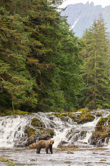 Brown bears fishing