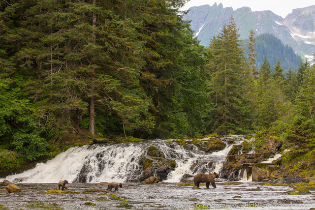 Brown bears fishing