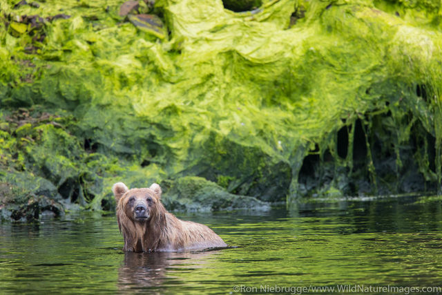 Fishing Grizzly Bear