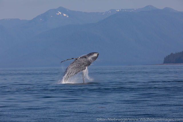 Breaching Humpback Whale