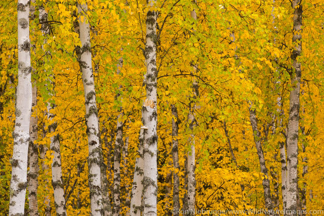 Autumn in Alaska