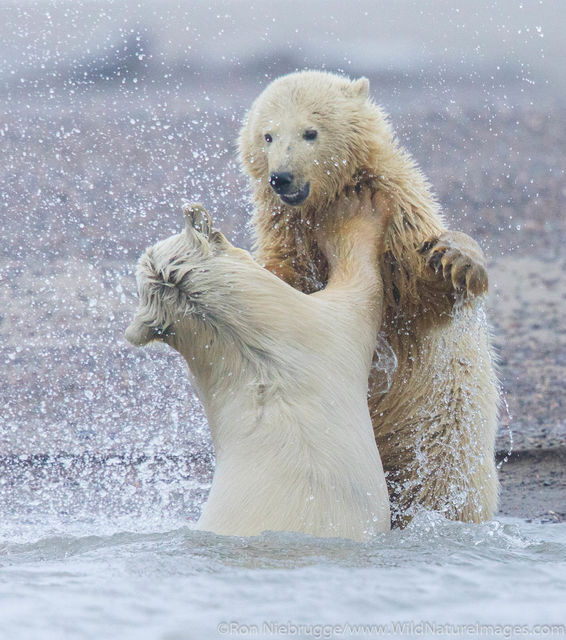 Polar Bears