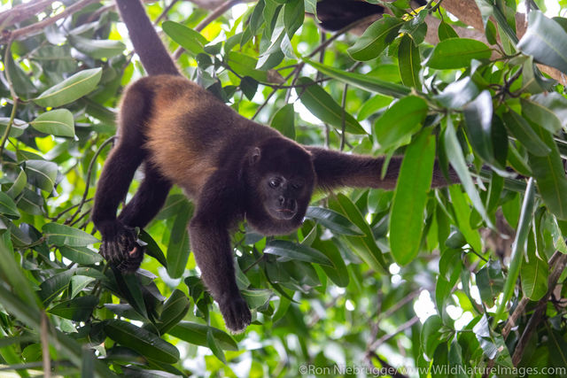 Howler Monkey