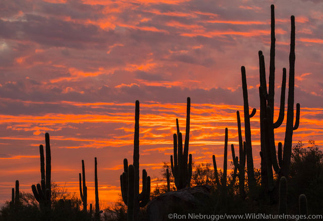 Saguaro Sunset