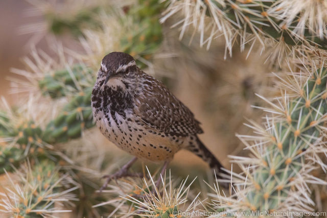 Cactus Wren