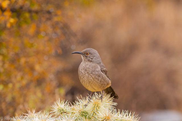 Curve-billed thrasher