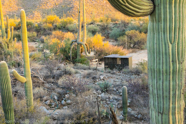 AZ, Arizona, Desert Photo Retreat, Marana, North America, Pima County, Ron Niebrugge, Sonoran, Sonoran Desert, Tortolita Mountains...