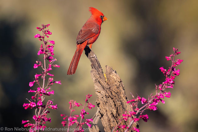 Northern Cardinal