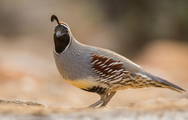 Gambel's Quail