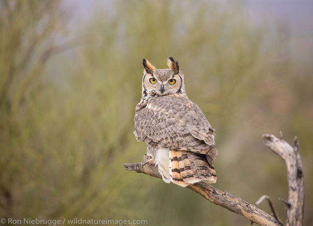 Great Horned Owl 