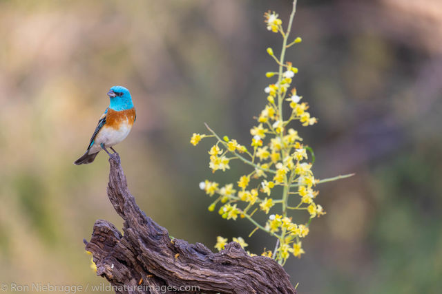 Lazuli Bunting