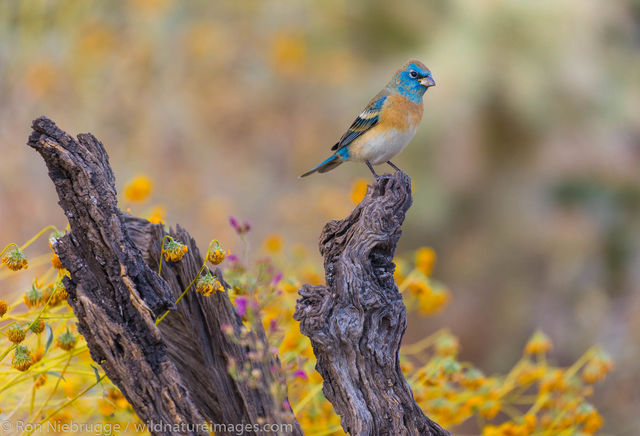 Lazuli Bunting