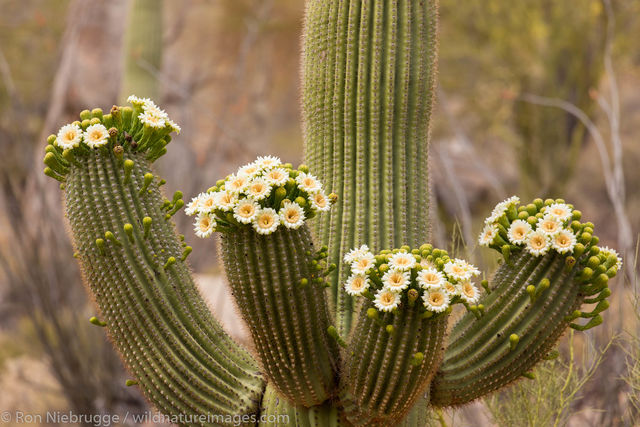 Blooming saguaro cactus