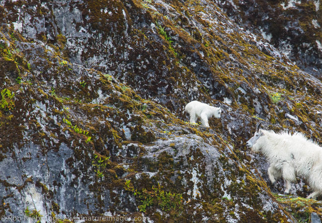 Mountain Goats, Glacier Bay