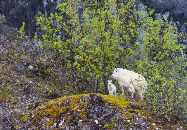 Mountain Goats