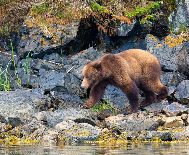 Brown Bear, Tongass National Forest