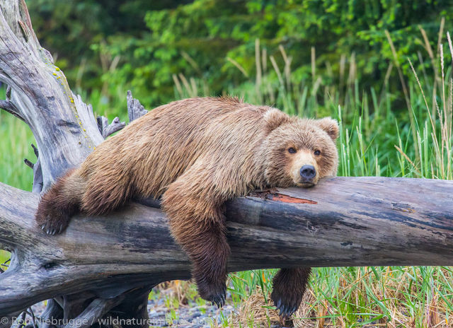 Brown Bear 