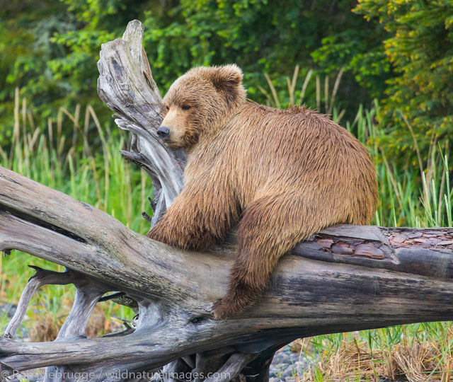 Brown Bear 