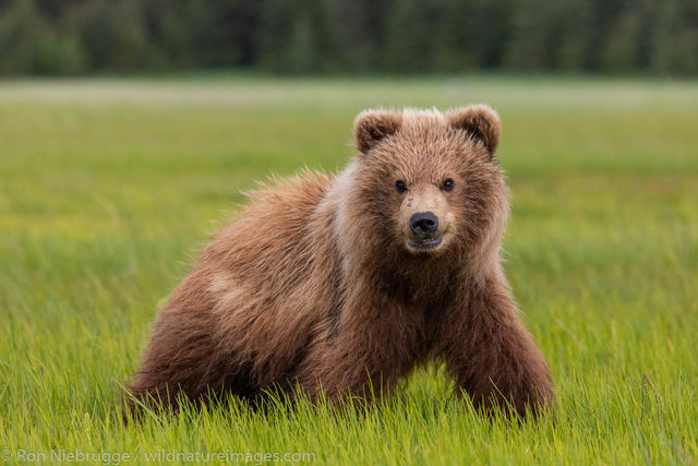 Brown Bear 