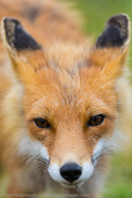 Red Fox