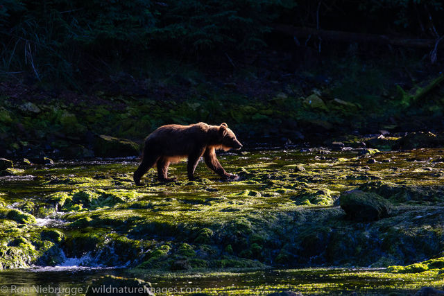 Brown bear, Chichagof Island