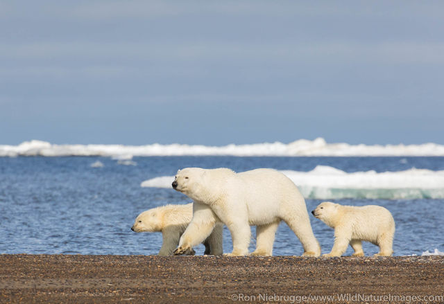 Polar Bears