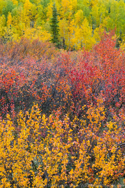 Fall Foliage