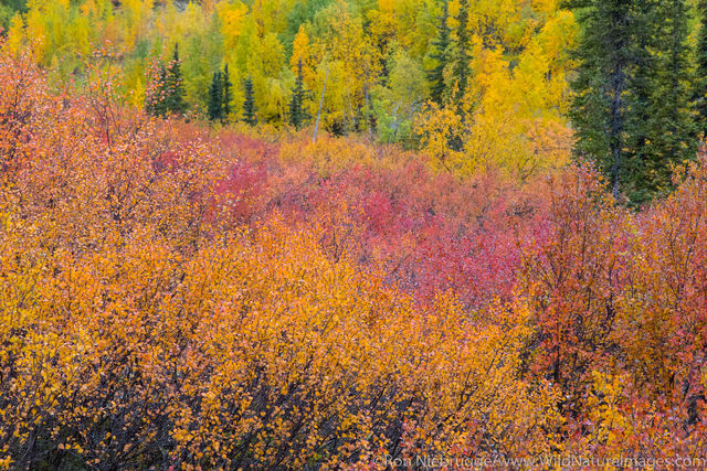 Fall Foliage