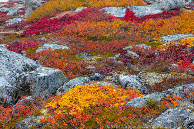 Fall Foliage