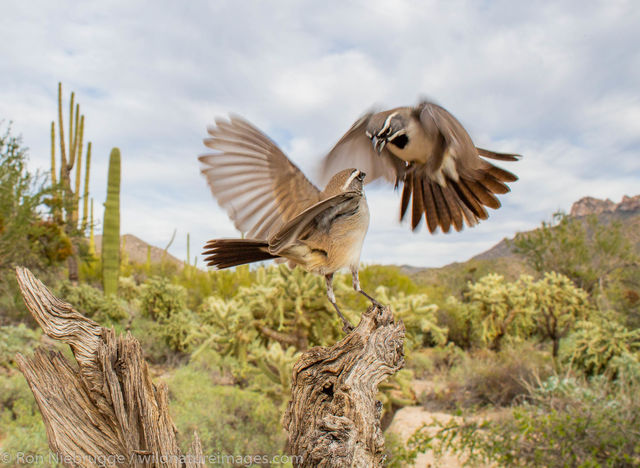 Black-throated Sparrow