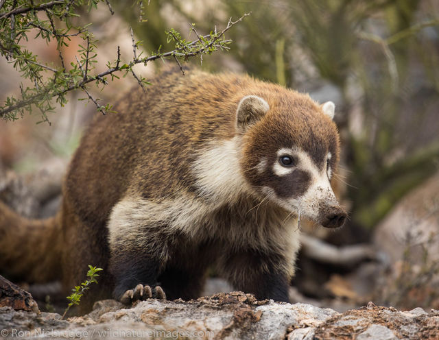 Coatimundi