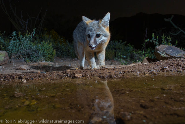 Gray Fox