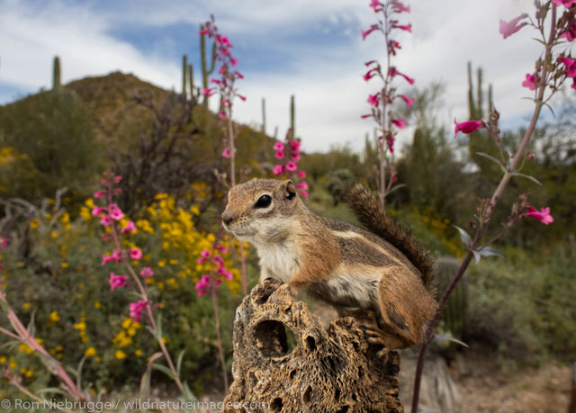 Antelope Ground Squirrel