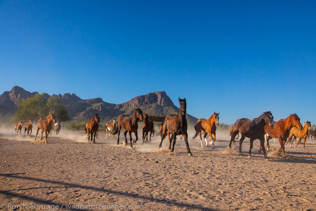 Horse Roundup