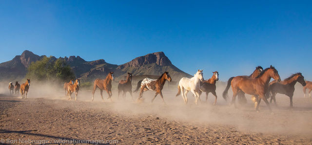 Horse Roundup